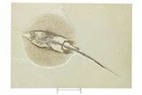 Rare, Fossil Stingray (Heliobatis) - Wyoming #207851-1